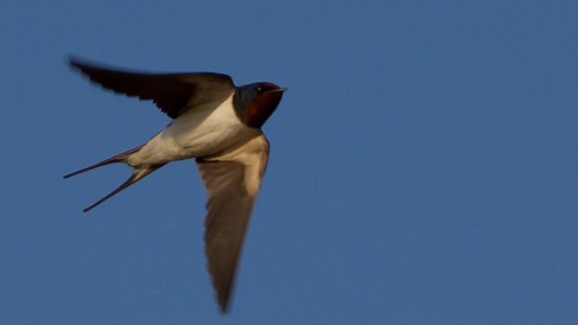 Swallows Seem To Be Evolving To Avoid Cars Eejournal