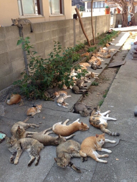 Cats have taken over this island in Japan