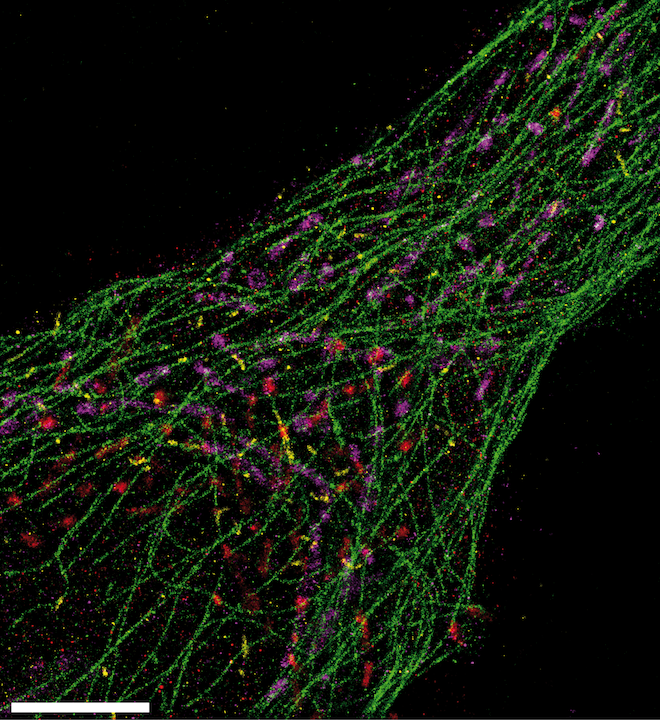 Fig2-CellComponents-3D-Color.png